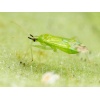 MACRObio(Macrolophus caliginosus) κατά της Τούτα και Αλευρώδη 6 MACRObio(Macrolophus caliginosus) κατά της Τούτα και Αλευρώδη - Image 2