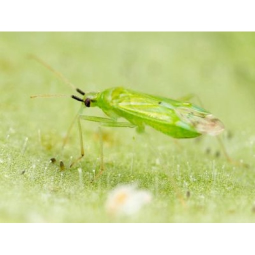 MACRObio(Macrolophus caliginosus) κατά της Τούτα και Αλευρώδη 2 MACRObio(Macrolophus caliginosus) κατά της Τούτα και Αλευρώδη - Image 2