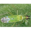 MACRObio(Macrolophus caliginosus) κατά της Τούτα και Αλευρώδη 7 MACRObio(Macrolophus caliginosus) κατά της Τούτα και Αλευρώδη - Image 3