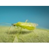 MACRObio(Macrolophus caliginosus) κατά της Τούτα και Αλευρώδη 8 MACRObio(Macrolophus caliginosus) κατά της Τούτα και Αλευρώδη - Image 4