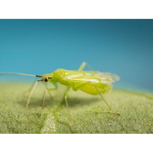 MACRObio(Macrolophus caliginosus) κατά της Τούτα και Αλευρώδη 4 MACRObio(Macrolophus caliginosus) κατά της Τούτα και Αλευρώδη - Image 4