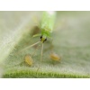 MACRObio(Macrolophus caliginosus) κατά της Τούτα και Αλευρώδη 9 MACRObio(Macrolophus caliginosus) κατά της Τούτα και Αλευρώδη - Image 5