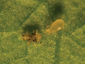 Alternative view of ANDERbio (Amblyseius adersoni)