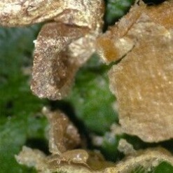 CALIbio(Amblyseius californicus) κατά των Τετρανύχων