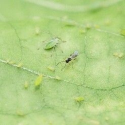 ERVIbio (Aphidius ervi) κατά των Αφίδων