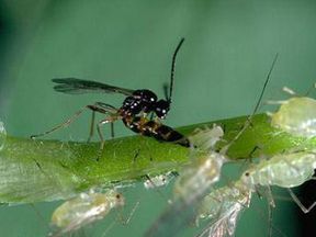 Alternative view of CHRYSObio(Chrysoperla carnea) κατά Αφίδων, Αλευρώδη και Θρίπα