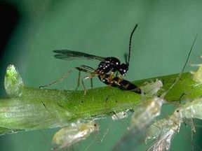 Alternative view of ERVIbio (Aphidius ervi) κατά των Αφίδων