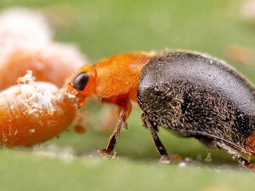 Alternative view of CRYPbio(Cryptolaemus montrouzieri) κατά του Ψευδόκοκκου