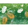 SWIRSbio(Amblyseius swirskii) κατά του Αλευρώδη 6 SWIRSbio(Amblyseius swirskii) κατά του Αλευρώδη - Image 2