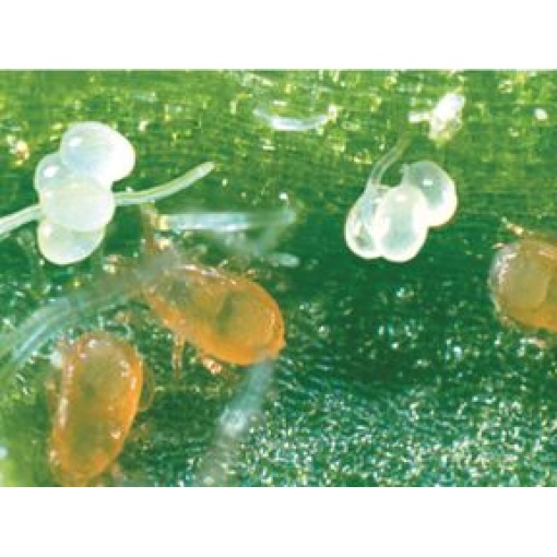 SWIRSbio(Amblyseius swirskii) κατά του Αλευρώδη 2 SWIRSbio(Amblyseius swirskii) κατά του Αλευρώδη - Image 2
