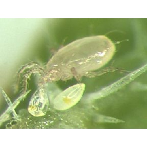 SWIRSbio(Amblyseius swirskii) κατά του Αλευρώδη 3 SWIRSbio(Amblyseius swirskii) κατά του Αλευρώδη - Image 3