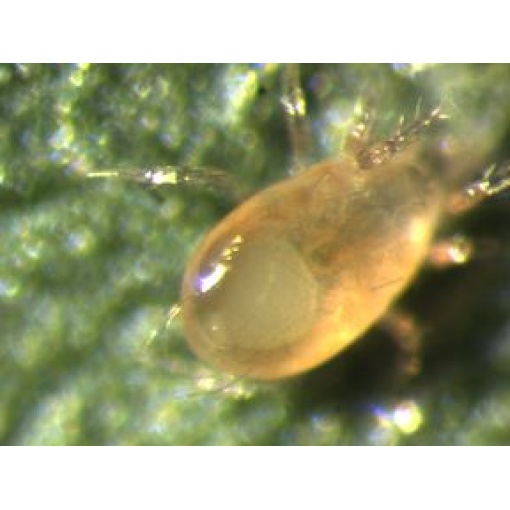 SWIRSbio(Amblyseius swirskii) κατά του Αλευρώδη 4 SWIRSbio(Amblyseius swirskii) κατά του Αλευρώδη - Image 4