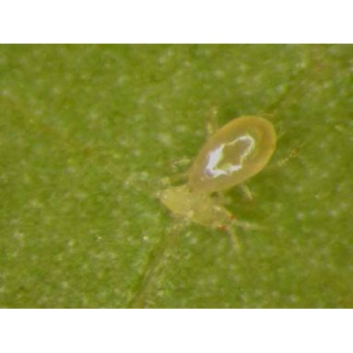 SWIRSbio(Amblyseius swirskii) κατά του Αλευρώδη 5 SWIRSbio(Amblyseius swirskii) κατά του Αλευρώδη - Image 5