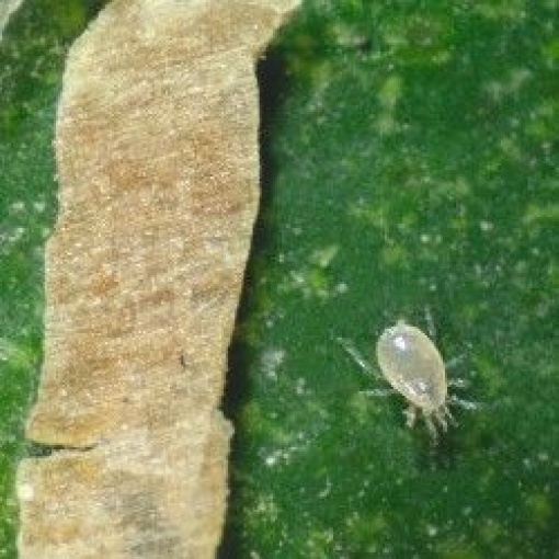 SWIRSbio(Amblyseius swirskii) κατά του Αλευρώδη