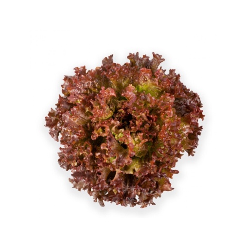 Μαρούλi Louxal RZ | 5000 Pellets - Image 3