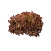 Μαρούλi Louxal RZ | 5000 Pellets - Image 2