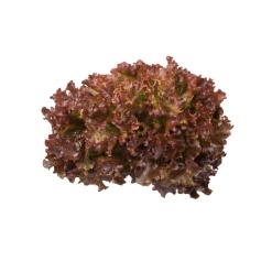 Alternative view of Μαρούλi Louxal RZ | 5000 Pellets