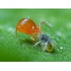 PHYTObio(Phytoseiulus persimilis) κατά του Τετράνυχου 6 PHYTObio(Phytoseiulus persimilis) κατά του Τετράνυχου - Image 2