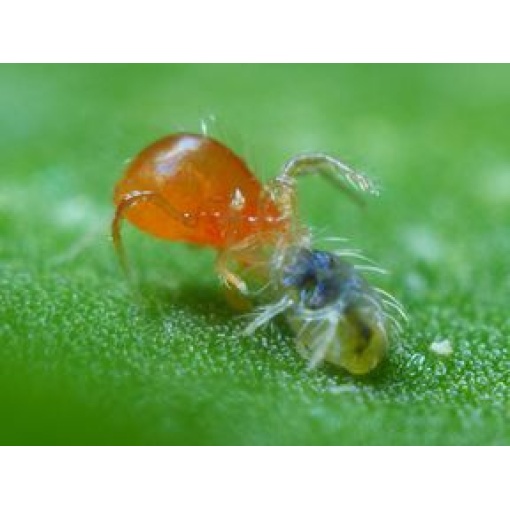 PHYTObio(Phytoseiulus persimilis) κατά του Τετράνυχου 2 PHYTObio(Phytoseiulus persimilis) κατά του Τετράνυχου - Image 2