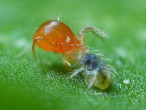 PHYTObio(Phytoseiulus persimilis) κατά του Τετράνυχου - Image 2