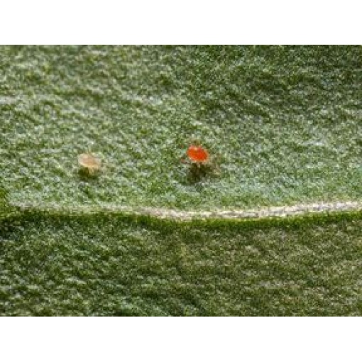 PHYTObio(Phytoseiulus persimilis) κατά του Τετράνυχου 3 PHYTObio(Phytoseiulus persimilis) κατά του Τετράνυχου - Image 3