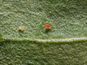 PHYTObio(Phytoseiulus persimilis) κατά του Τετράνυχου - Image 3