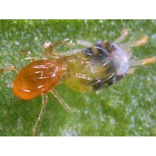 PHYTObio(Phytoseiulus persimilis) κατά του Τετράνυχου 4 PHYTObio(Phytoseiulus persimilis) κατά του Τετράνυχου - Image 4