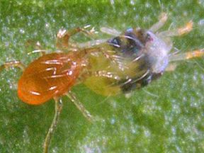 PHYTObio(Phytoseiulus persimilis) κατά του Τετράνυχου - Image 4