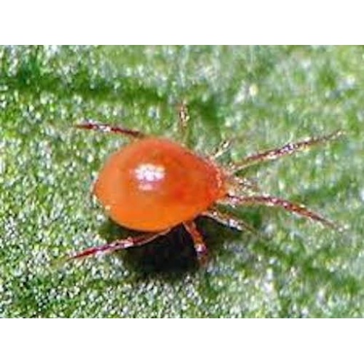 PHYTObio(Phytoseiulus persimilis) κατά του Τετράνυχου 5 PHYTObio(Phytoseiulus persimilis) κατά του Τετράνυχου - Image 5
