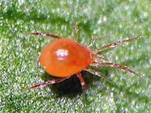 PHYTObio(Phytoseiulus persimilis) κατά του Τετράνυχου - Image 5
