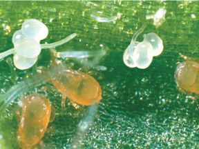 Alternative view of SWIRSbio(Amblyseius swirskii) κατά του Αλευρώδη
