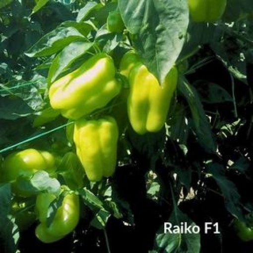 Πιπεριά Ντολμάς Raiko RZ F1 | 500 Σπόρων