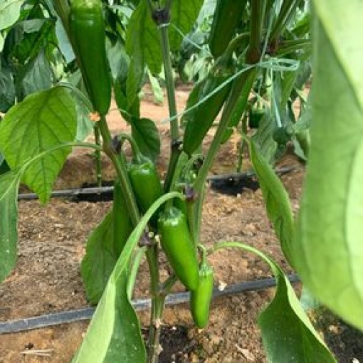 Πιπεράκι Καυτερό(jalapeno) Tacana F1 | 500 Σπόρων
