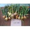 Κρεμμύδι Ξανθό Μακράς Ημέρας Copper Ball F1 | 250.000 Σπόρων 4 IMG 3914