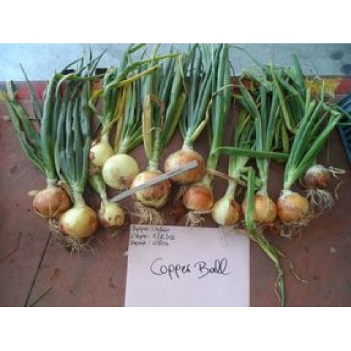 Κρεμμύδι Ξανθό Μακράς Ημέρας Copper Ball F1 | 250.000 Σπόρων