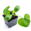 growing melons from seed 07
