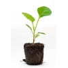 iStock 1403994754