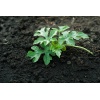 watermelon seedling 800x532 2