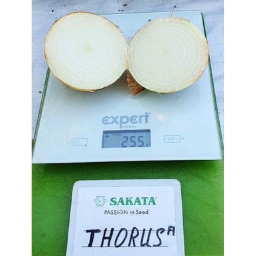 Κρεμμύδι Ξανθό Μακράς Ημέρας Thorus F1 | 100.000 Σπόρων - Image 3