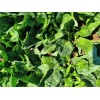 Σπανάκι Jaspe F1 | 50.000 Σπόρων - Image 2