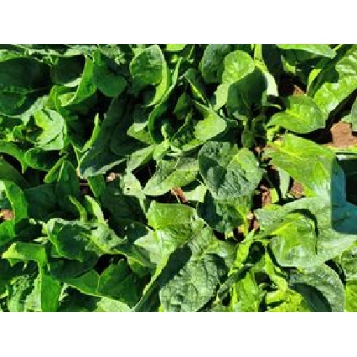 Σπανάκι Jaspe F1 | 50.000 Σπόρων - Image 2
