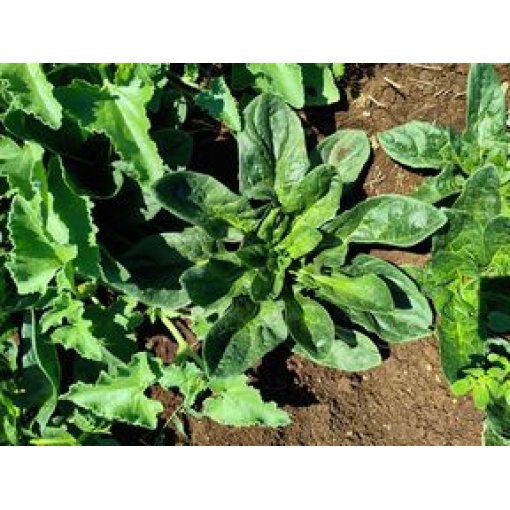 Σπανάκι Jaspe F1 | 50.000 Σπόρων