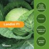 Λάχανο Πρώιμο Landini F1 | 2500 Σπόρων 3 LANDINI2