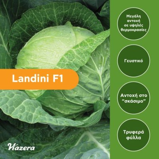 Λάχανο Πρώιμο Landini F1 | 2500 Σπόρων 1 Λάχανο Πρώιμο Landini F1 | 2500 Σπόρων