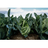webimage Cauliflower SGC3147 Torres 01
