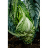 Κουνουπίδι Torres F1 | 2500 Σπόρων 4 webimage Cauliflower SGC3147 Torres 03