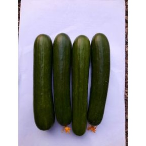 Αγγούρι Κοντό Θερμοκηπίου Blue Leaf UG16218 | 500 Σπόρων 3 Αγγούρι Κοντό Θερμοκηπίου Blue Leaf UG16218 | 500 Σπόρων - Image 3