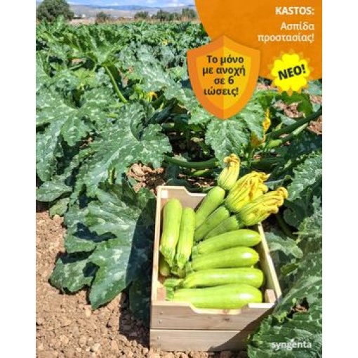 Κολοκύθι Kastos F1 | 1000 Σπόρων 4 Κολοκύθι Kastos F1 | 1000 Σπόρων - Image 4
