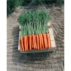e-Agro: Homepage 19 Alternative view of Καρότο Subito F1 | 100.000 Σπόρων